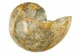 Cut & Polished Jurassic Nautilus Fossil (Half) - Madagascar #288005-1